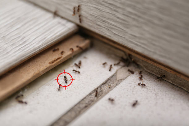 Best Flea Control Services  in Pine Grove, PA