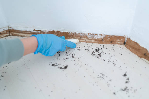 Wasp Removal Services in Pine Grove, PA